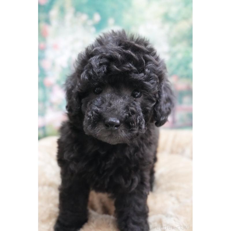 販売中の愛知県のトイプードル-423038の3枚目