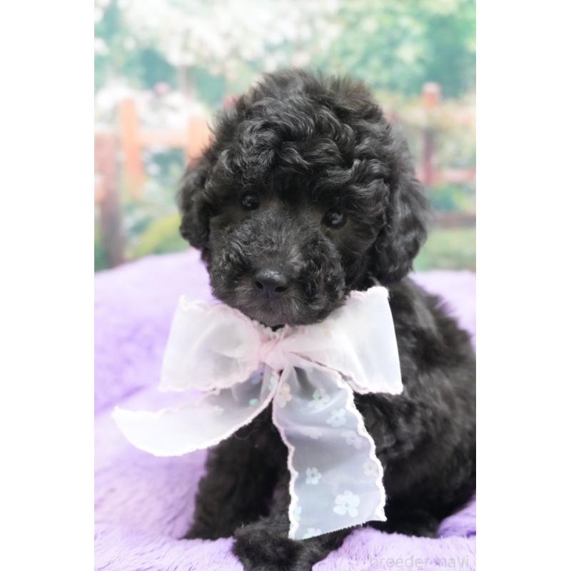 販売中の愛知県のトイプードル-423038の2枚目