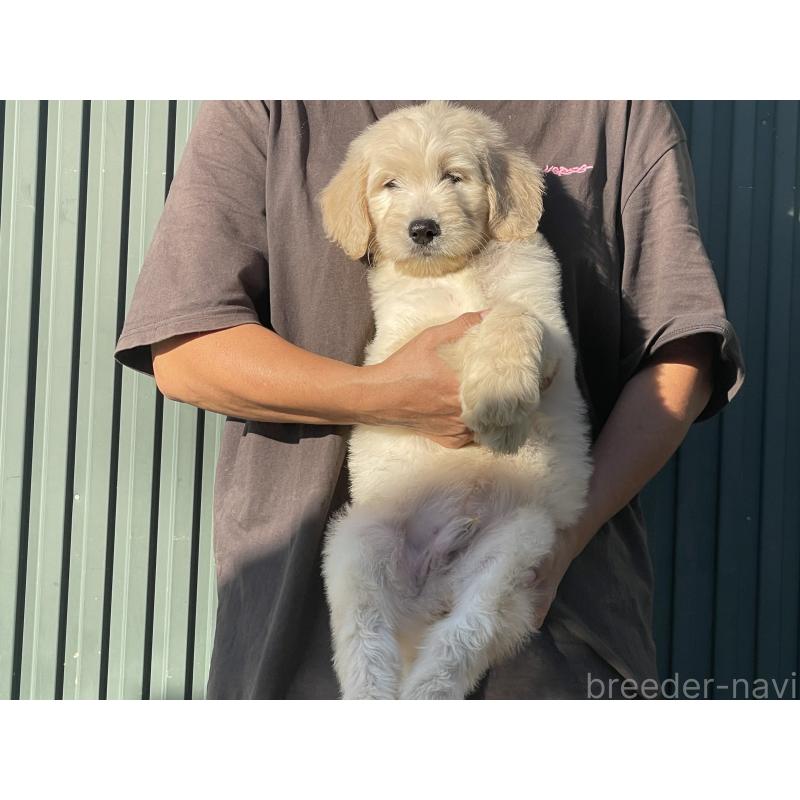 販売中の岐阜県のゴールデンドゥードル:ゴールデンレトリーバー×プードル-423039の6枚目