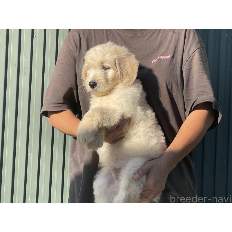 販売中の岐阜県のゴールデンドゥードル:ゴールデンレトリーバー×プードル-423039の5枚目
