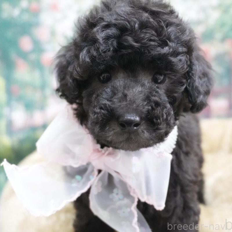 販売中の愛知県のトイプードル-423038