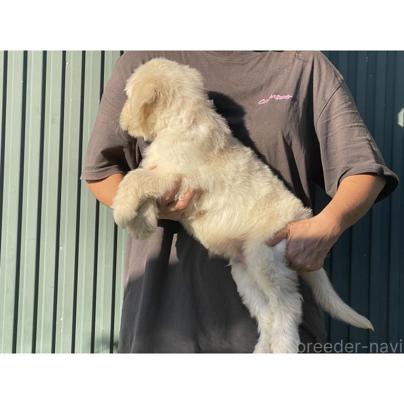 販売中の岐阜県のゴールデンドゥードル:ゴールデンレトリーバー×プードル-423039の4枚目
