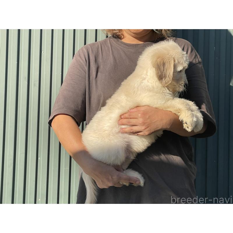 販売中の岐阜県のゴールデンドゥードル:ゴールデンレトリーバー×プードル-423039の3枚目