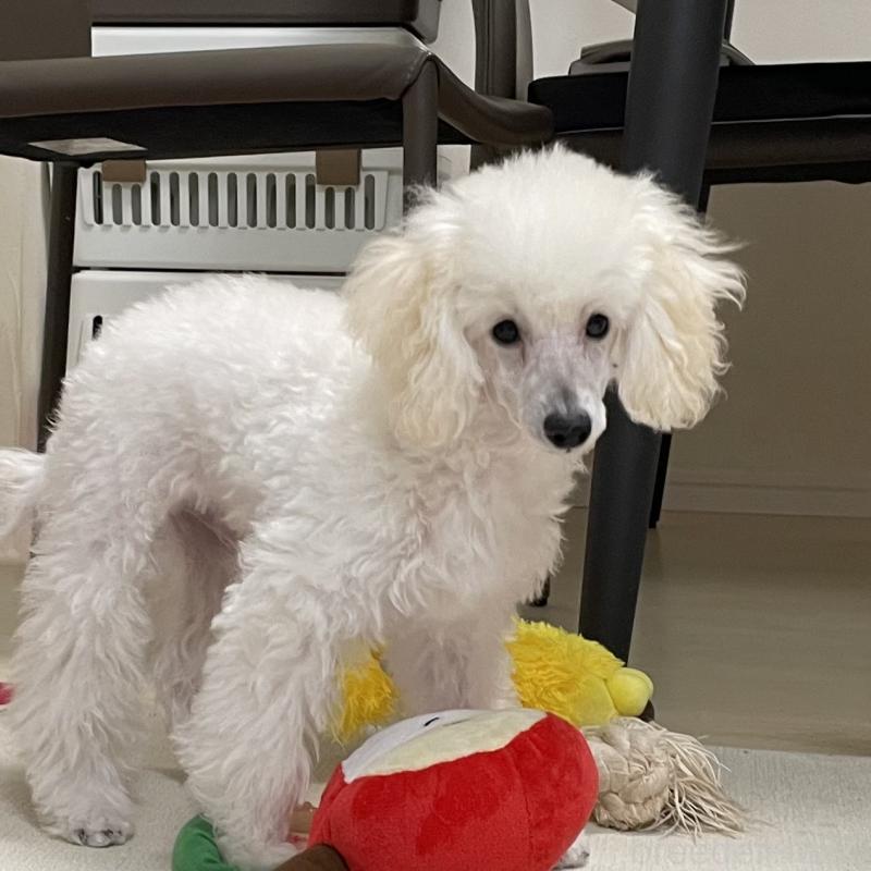 販売中の長野県のトイプードル-405717の3枚目