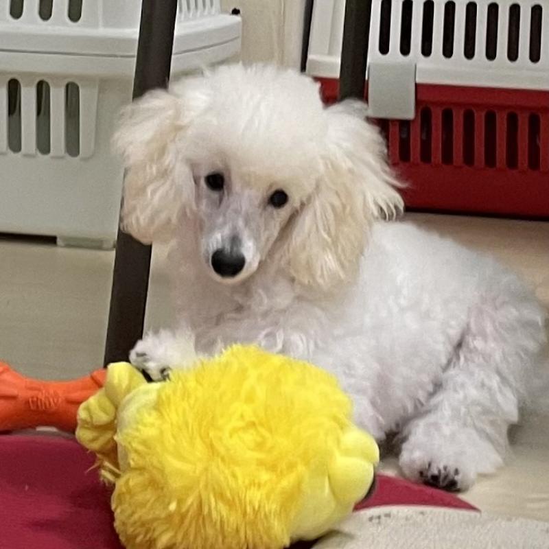 販売中の長野県のトイプードル-405717の2枚目