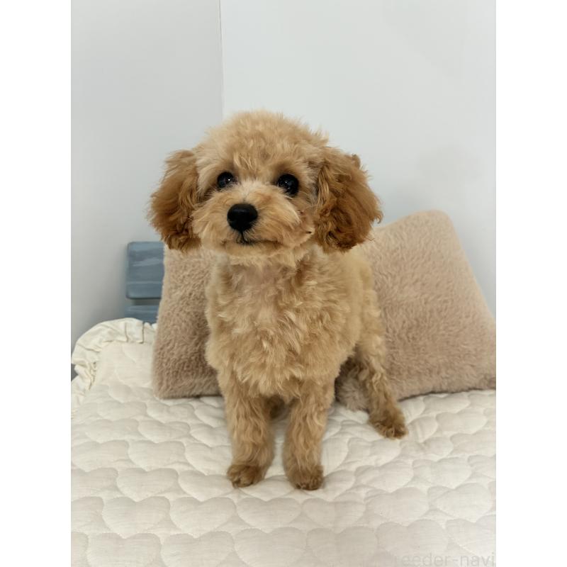 販売中の大阪府のティーカッププードル-405907の4枚目