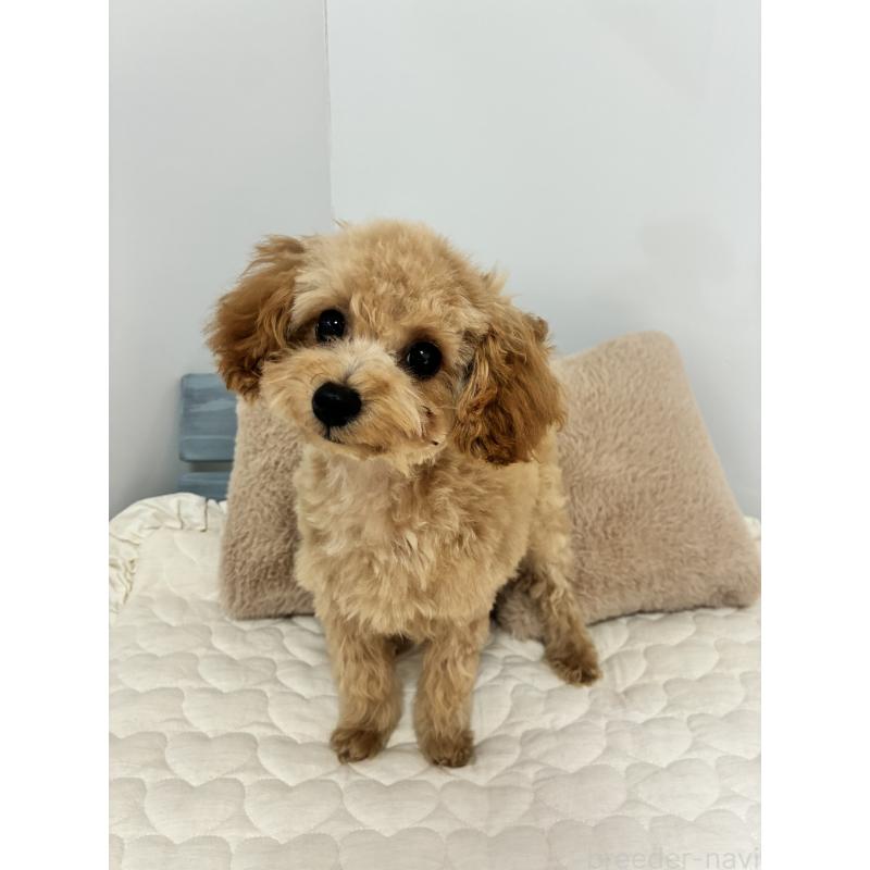 販売中の大阪府のティーカッププードル-405907の3枚目