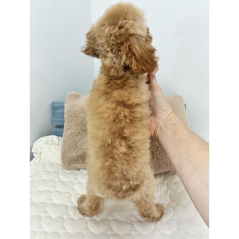 販売中の大阪府のティーカッププードル-405907の2枚目