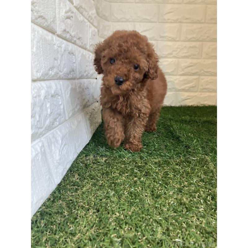 販売中の東京都のタイニープードル-420337の7枚目