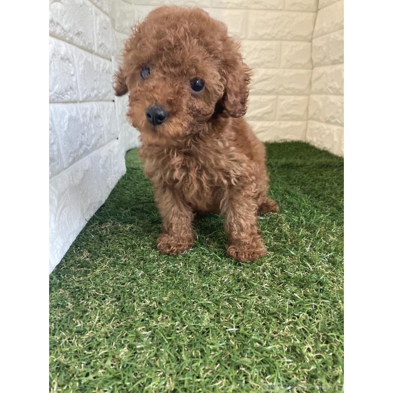 販売中の東京都のタイニープードル-420337の6枚目