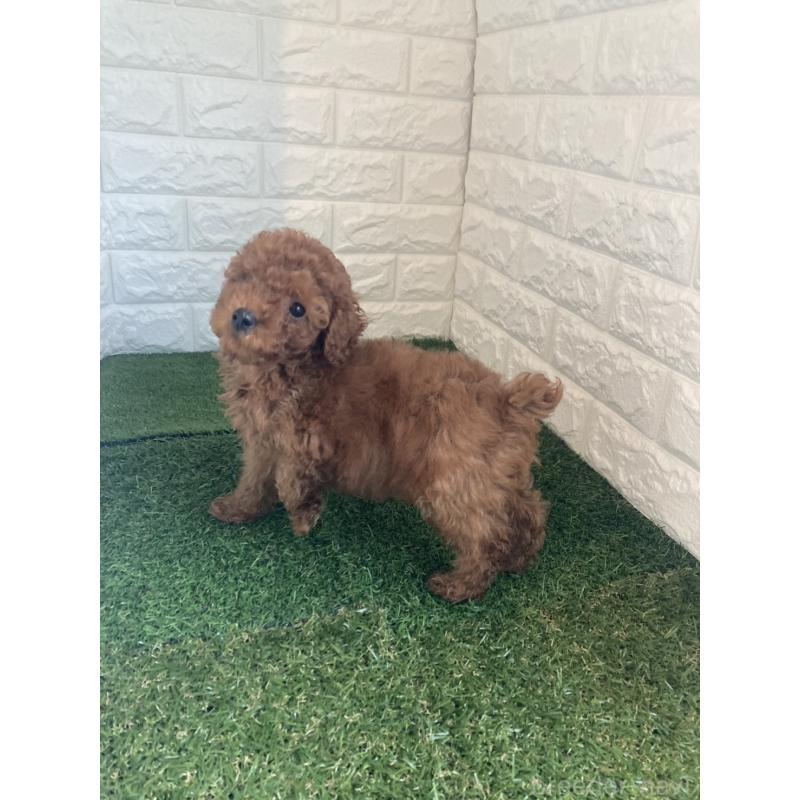 販売中の東京都のタイニープードル-420337の5枚目