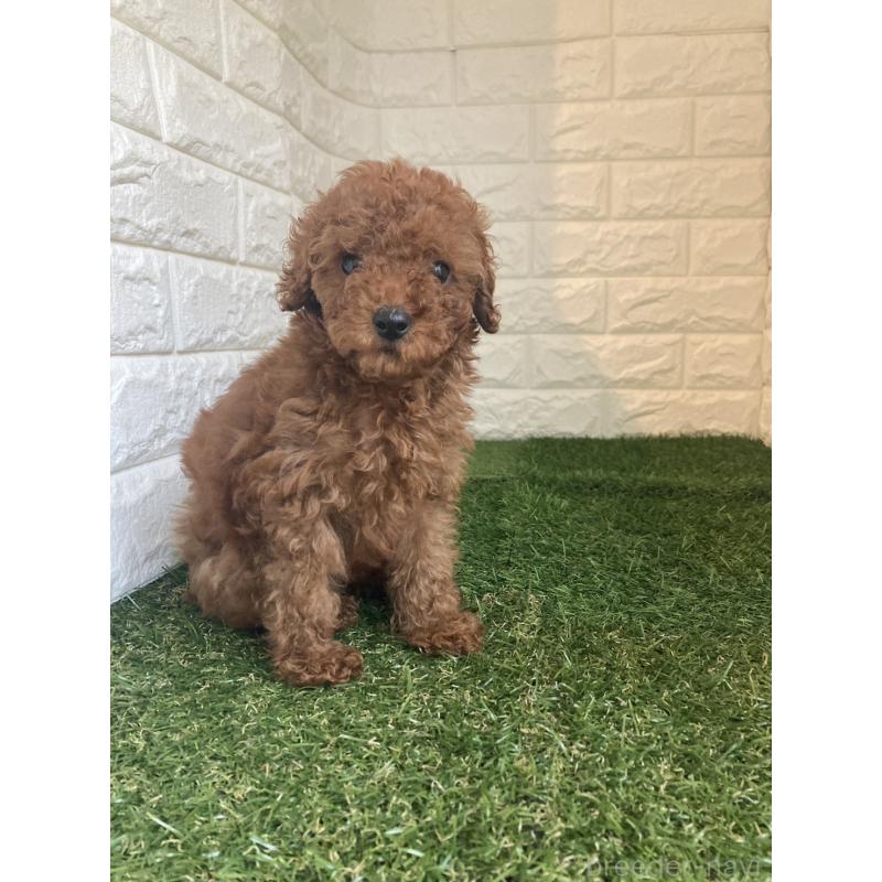 販売中の東京都のタイニープードル-420337の4枚目