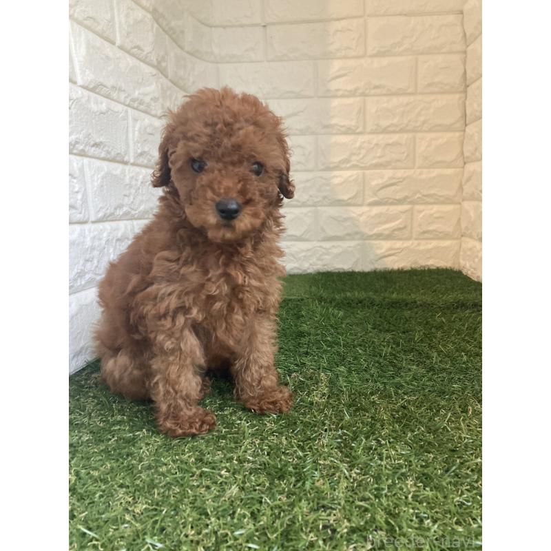 販売中の東京都のタイニープードル-420337の3枚目