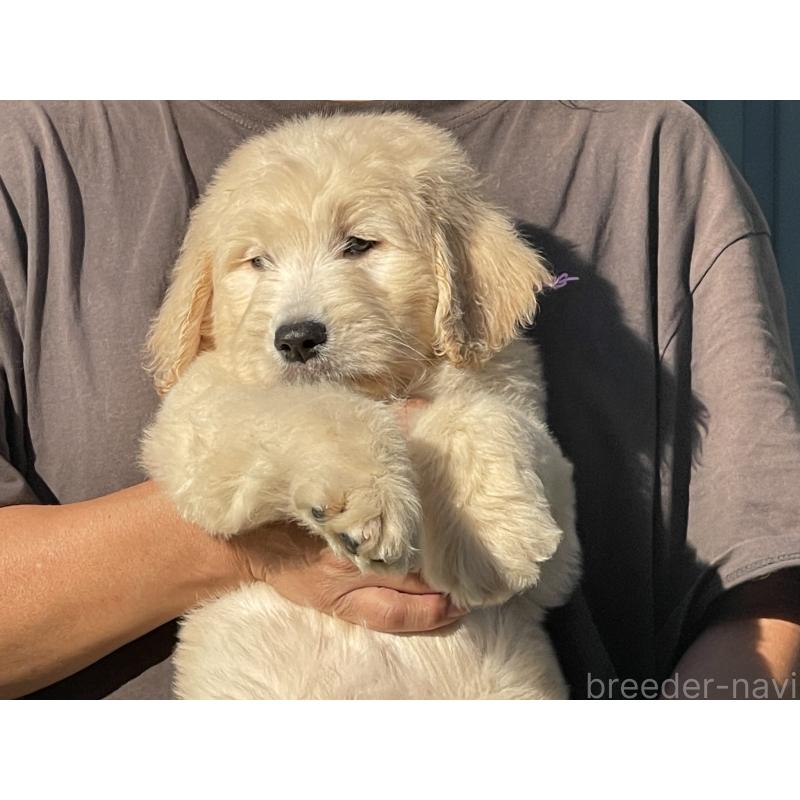 販売中の岐阜県のゴールデンドゥードル:ゴールデンレトリーバー×プードル-423041の8枚目