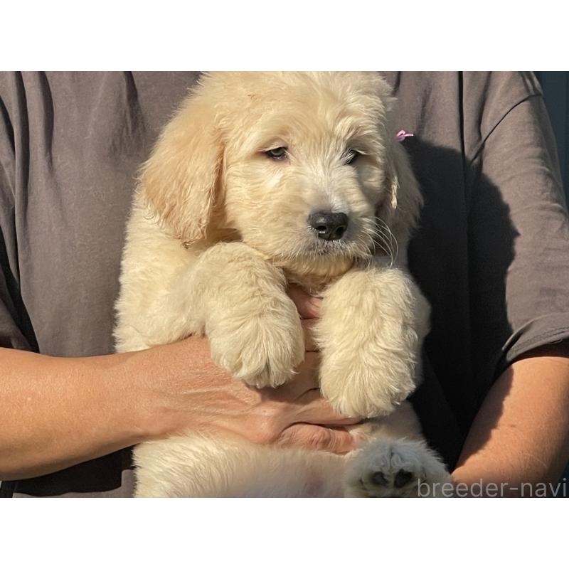 販売中の岐阜県のゴールデンドゥードル:ゴールデンレトリーバー×プードル-423041の7枚目