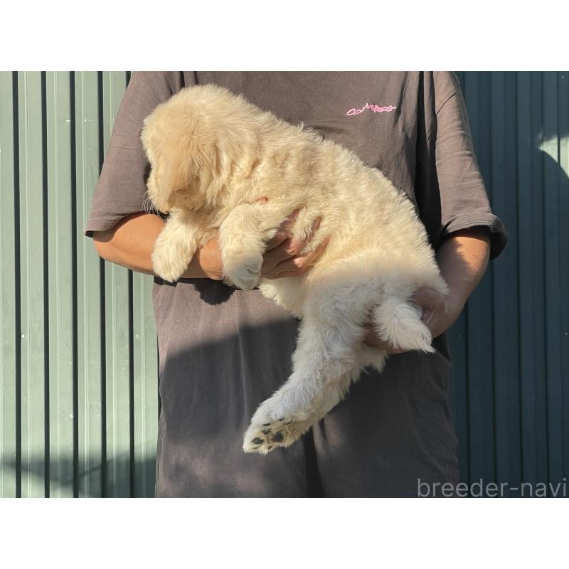 販売中の岐阜県のゴールデンドゥードル:ゴールデンレトリーバー×プードル-423041の5枚目