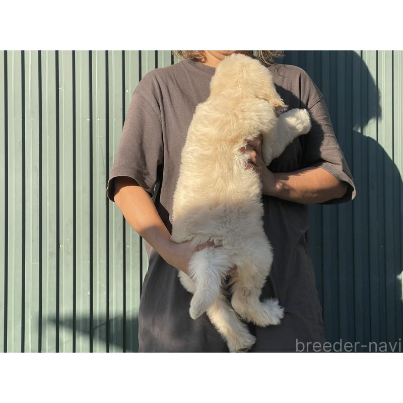 販売中の岐阜県のゴールデンドゥードル:ゴールデンレトリーバー×プードル-423041の4枚目