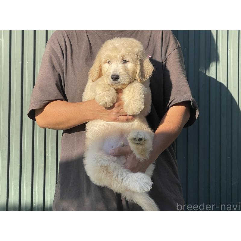 販売中の岐阜県のゴールデンドゥードル:ゴールデンレトリーバー×プードル-423041の3枚目
