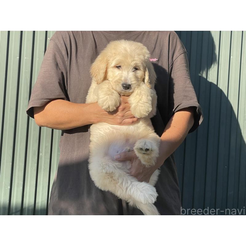 販売中の岐阜県のゴールデンドゥードル:ゴールデンレトリーバー×プードル-423041の2枚目