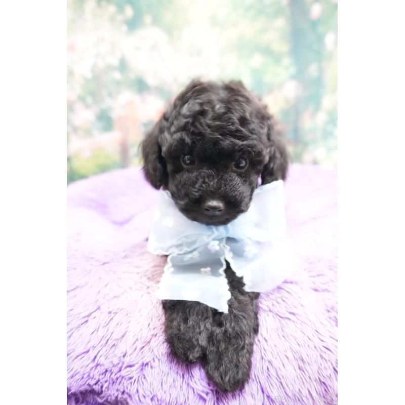 販売中の愛知県のトイプードル-423040の5枚目