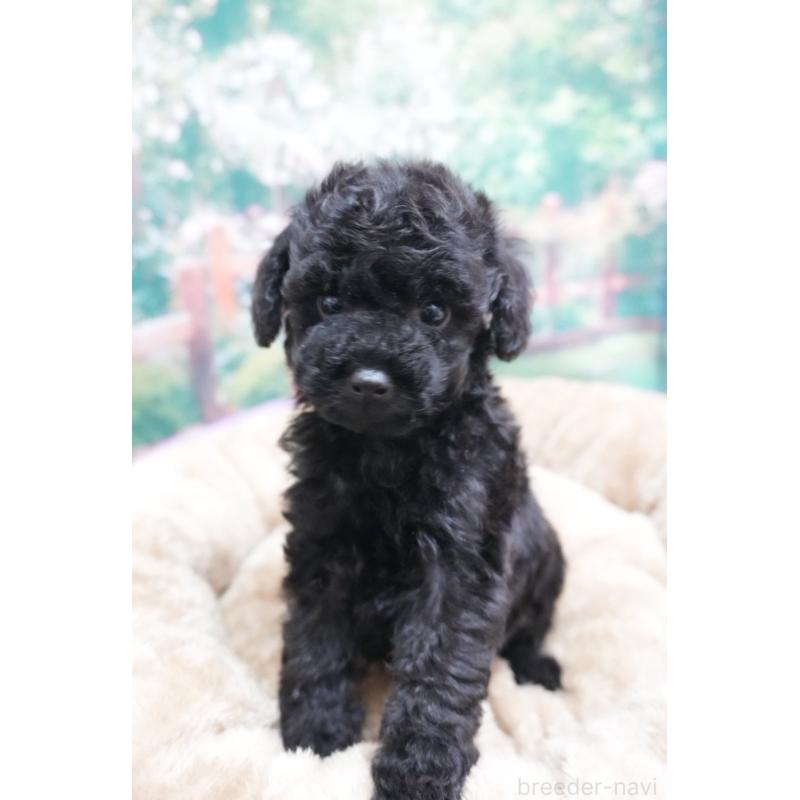 販売中の愛知県のトイプードル-423040の4枚目