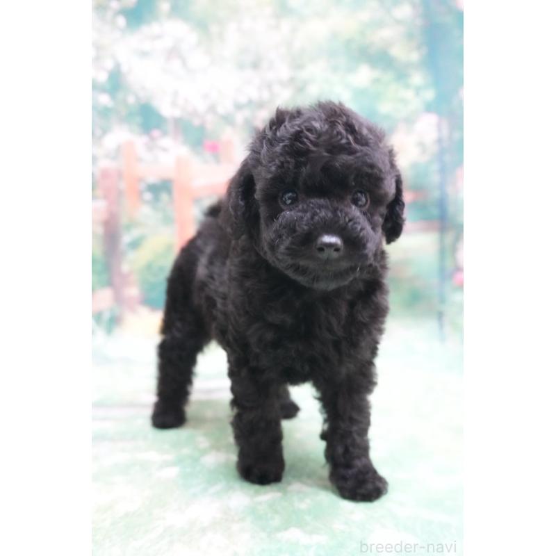 販売中の愛知県のトイプードル-423040の3枚目