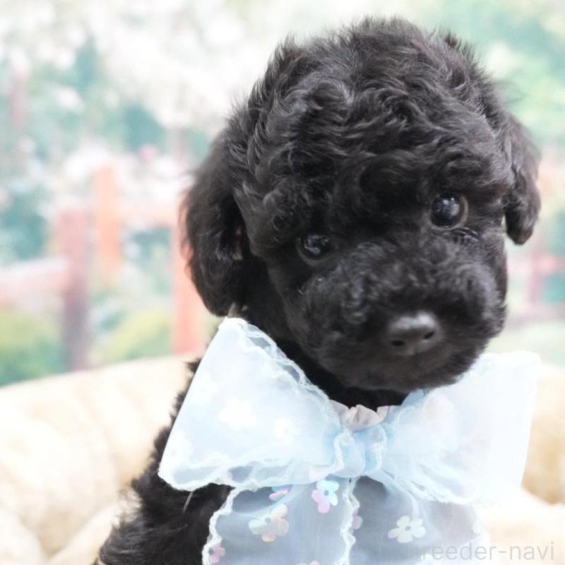 販売中の愛知県のトイプードル-423040