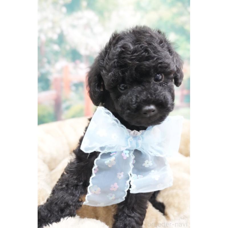 販売中の愛知県のトイプードル-423040の2枚目