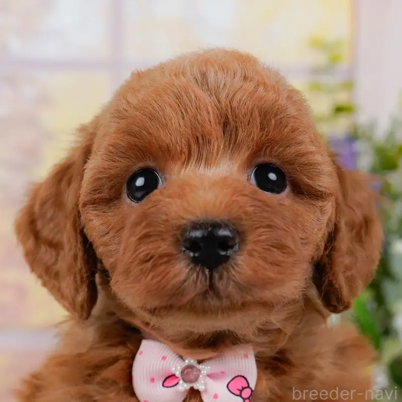 販売中の神奈川県のトイプードル-423042