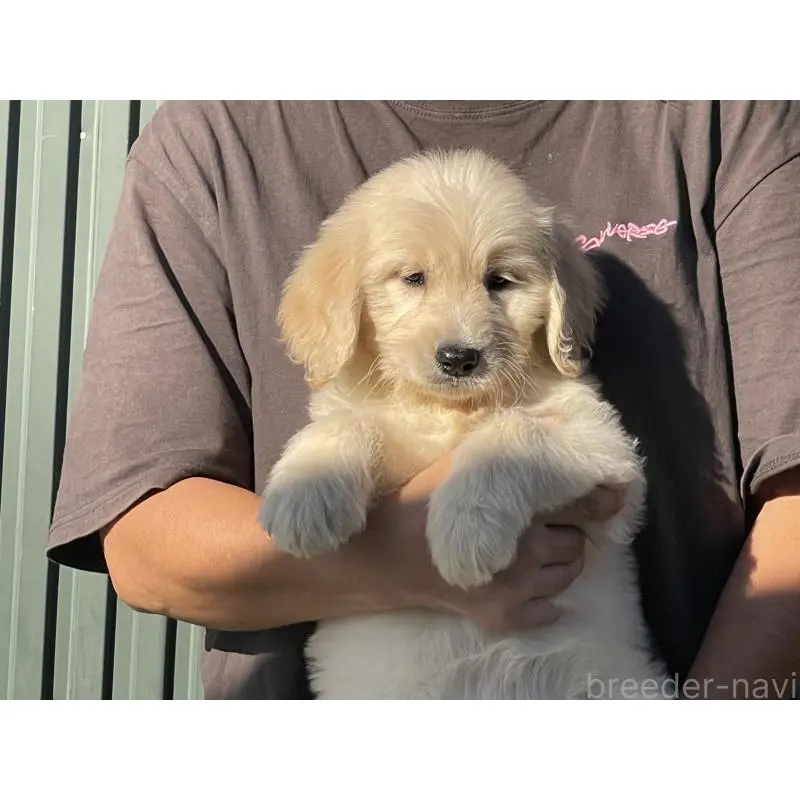 販売中の岐阜県のゴールデンドゥードル:ゴールデンレトリーバー×プードル-423043