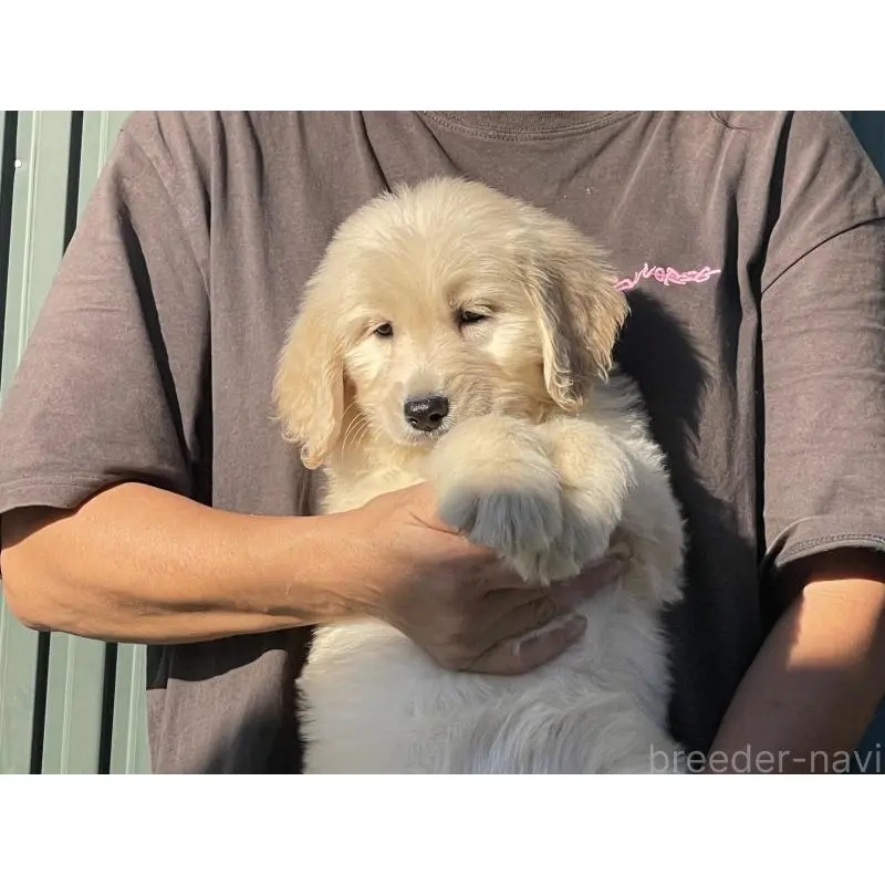 販売中の岐阜県のゴールデンドゥードル:ゴールデンレトリーバー×プードル-423043の8枚目