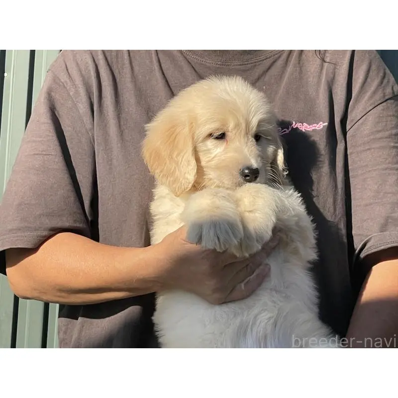 販売中の岐阜県のゴールデンドゥードル:ゴールデンレトリーバー×プードル-423043の7枚目