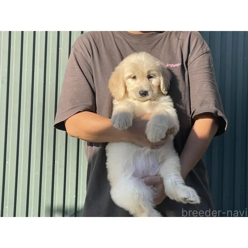 販売中の岐阜県のゴールデンドゥードル:ゴールデンレトリーバー×プードル-423043の6枚目
