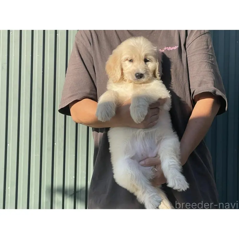 販売中の岐阜県のゴールデンドゥードル:ゴールデンレトリーバー×プードル-423043の5枚目