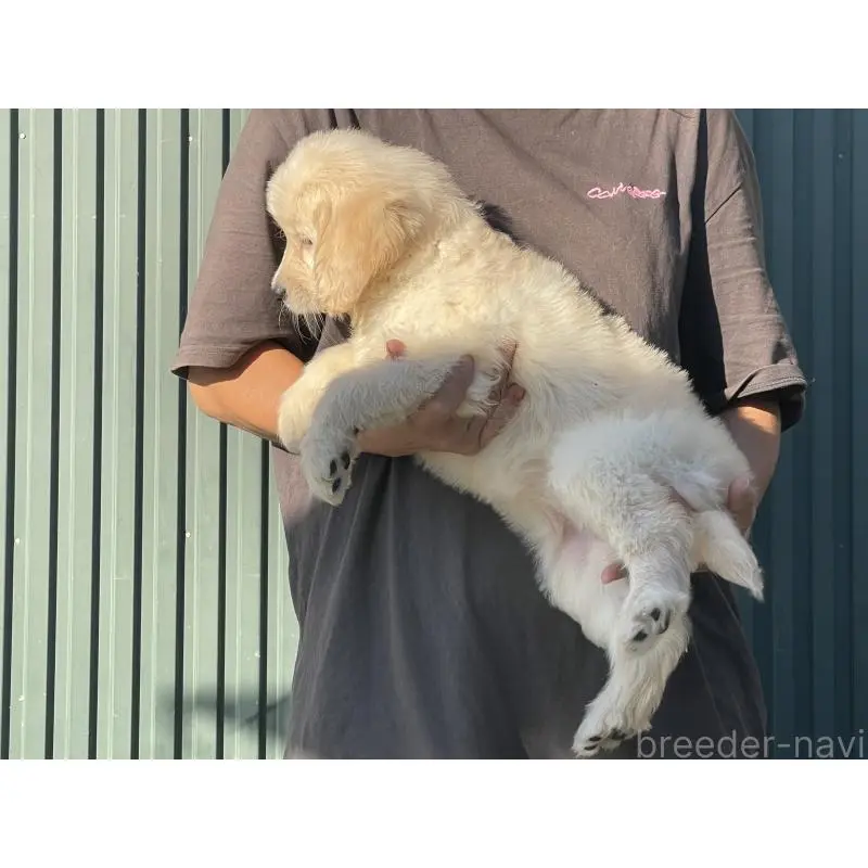 販売中の岐阜県のゴールデンドゥードル:ゴールデンレトリーバー×プードル-423043の4枚目