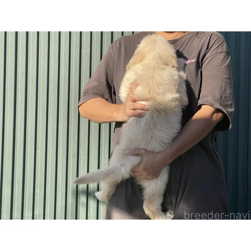 販売中の岐阜県のゴールデンドゥードル:ゴールデンレトリーバー×プードル-423043の2枚目