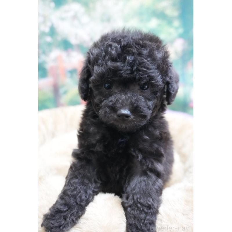 販売中の愛知県のトイプードル-423044の5枚目