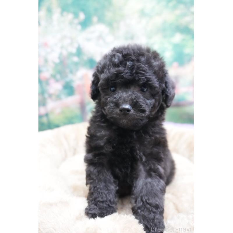 販売中の愛知県のトイプードル-423044の3枚目