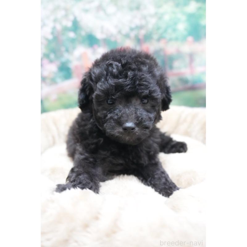 販売中の愛知県のトイプードル-423044の2枚目