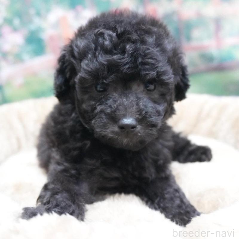 販売中の愛知県のトイプードル-423044