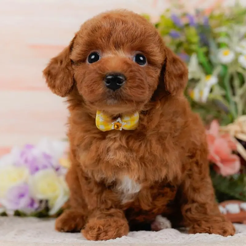 販売中の神奈川県のトイプードル-423046