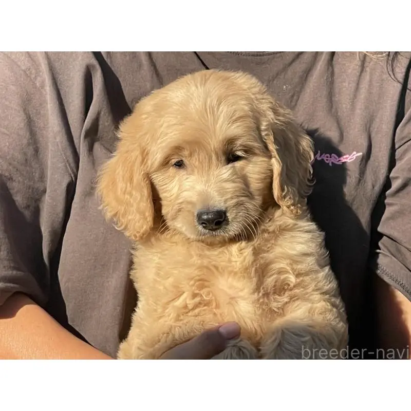 販売中の岐阜県のゴールデンドゥードル:ゴールデンレトリーバー×プードル-423045