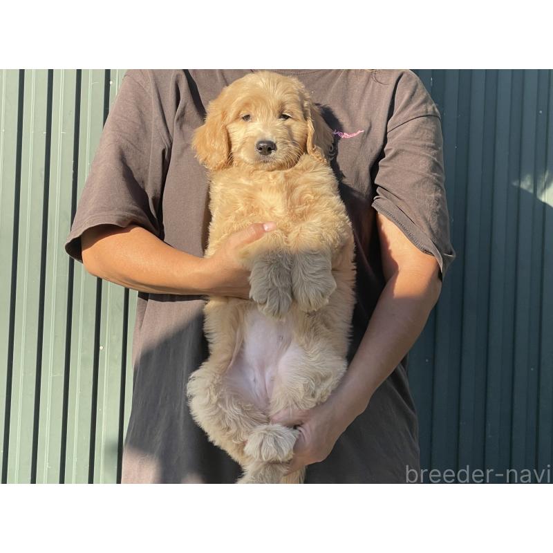 販売中の岐阜県のゴールデンドゥードル:ゴールデンレトリーバー×プードル-423045の6枚目