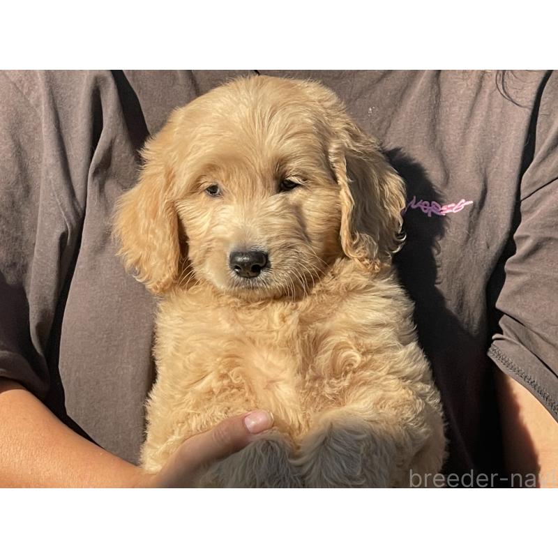 販売中の岐阜県のゴールデンドゥードル:ゴールデンレトリーバー×プードル-423045の5枚目