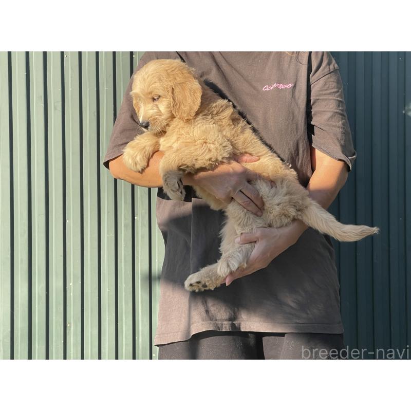 販売中の岐阜県のゴールデンドゥードル:ゴールデンレトリーバー×プードル-423045の4枚目