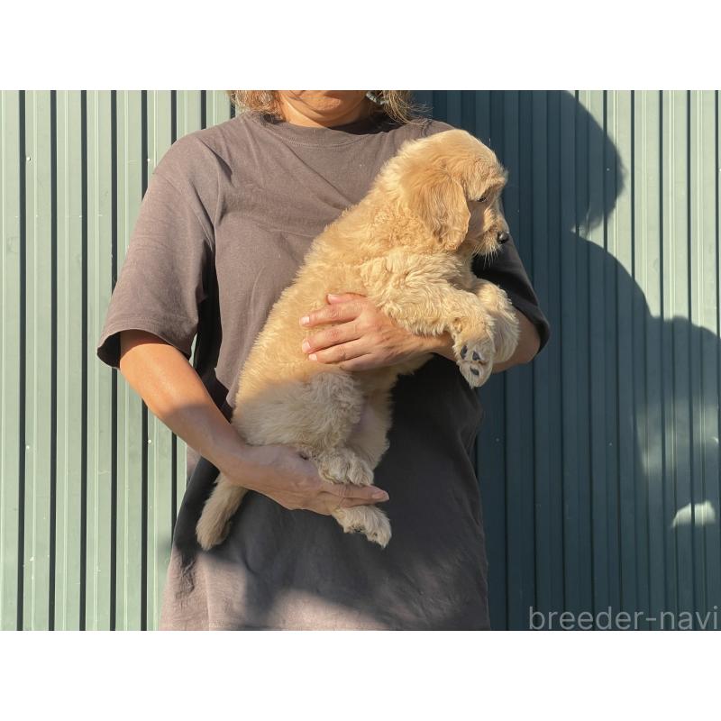販売中の岐阜県のゴールデンドゥードル:ゴールデンレトリーバー×プードル-423045の3枚目