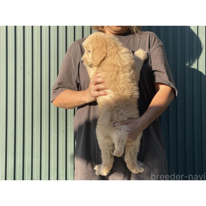 販売中の岐阜県のゴールデンドゥードル:ゴールデンレトリーバー×プードル-423045の2枚目