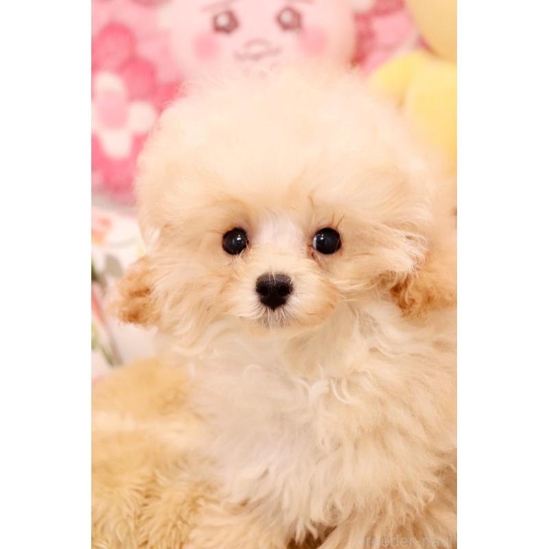 販売中の宮城県のティーカッププードル-423047の6枚目