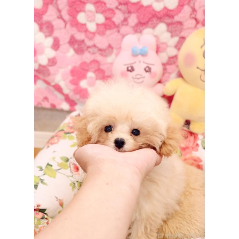 販売中の宮城県のティーカッププードル-423047の5枚目