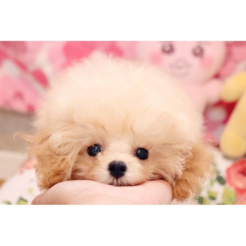 販売中の宮城県のティーカッププードル-423047の4枚目